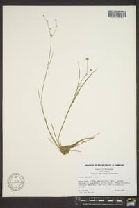 Juncus debilis image