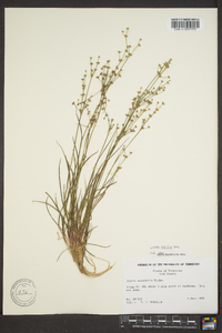 Juncus debilis image