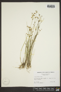 Juncus debilis image