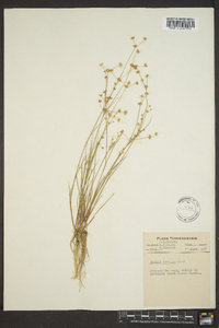 Juncus debilis image