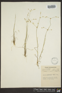 Juncus debilis image