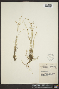 Juncus debilis image