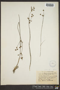 Juncus debilis image
