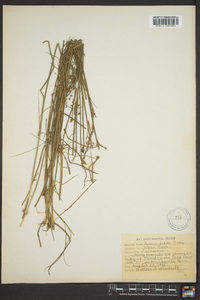 Juncus debilis image