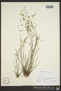 Juncus debilis image