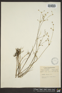 Juncus debilis image