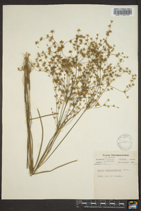 Juncus diffusissimus image