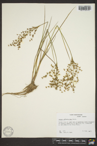 Juncus diffusissimus image