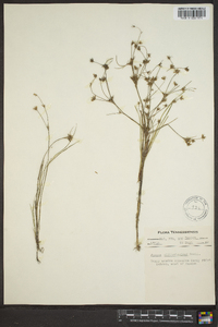 Juncus diffusissimus image