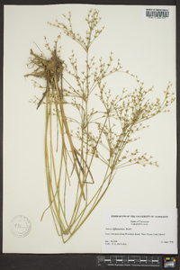 Juncus diffusissimus image