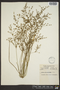 Juncus diffusissimus image