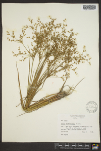 Juncus diffusissimus image