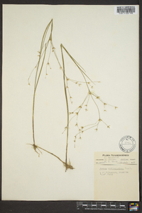 Juncus diffusissimus image