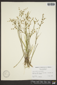 Juncus diffusissimus image