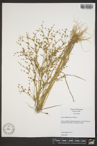 Juncus diffusissimus image