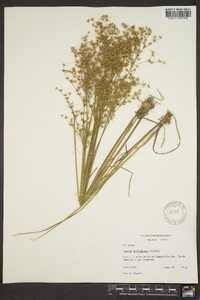 Juncus diffusissimus image