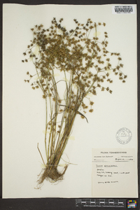 Juncus diffusissimus image