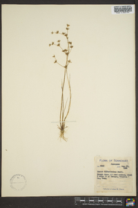 Juncus diffusissimus image