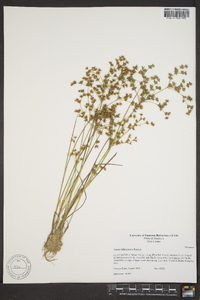 Juncus diffusissimus image