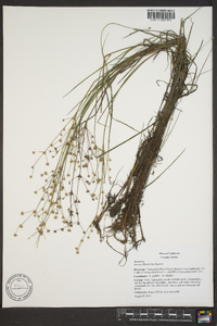 Juncus diffusissimus image