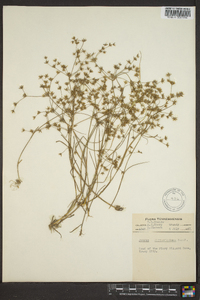 Juncus diffusissimus image