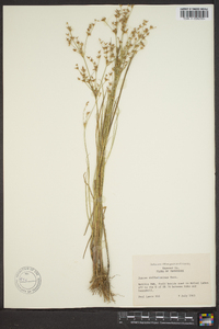 Juncus diffusissimus image