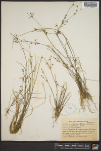 Juncus diffusissimus image