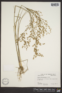 Juncus diffusissimus image