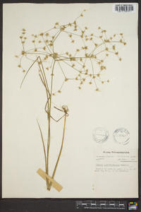 Juncus diffusissimus image