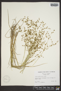 Juncus diffusissimus image