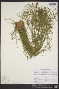 Juncus diffusissimus image