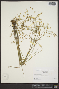 Juncus diffusissimus image