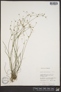 Juncus diffusissimus image