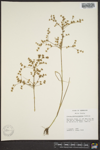 Juncus diffusissimus image