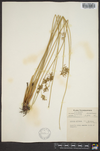 Juncus effusus var. solutus image