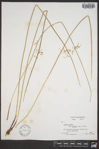 Juncus effusus var. solutus image