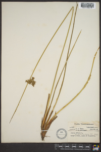 Juncus effusus var. solutus image