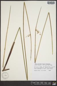 Juncus effusus var. solutus image