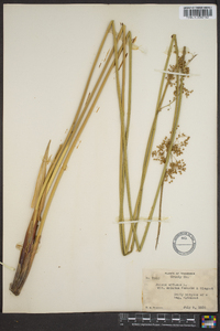 Juncus effusus var. solutus image