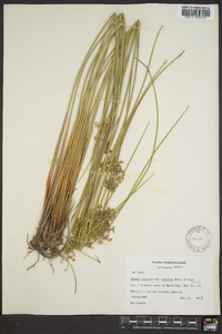 Juncus effusus var. solutus image