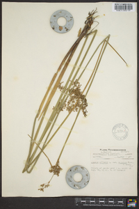 Juncus effusus var. solutus image