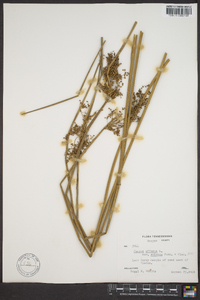 Juncus effusus var. solutus image