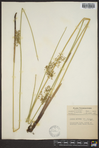 Juncus effusus var. solutus image