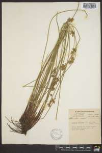 Juncus effusus var. solutus image