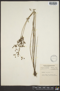 Juncus elliottii image