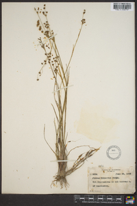 Juncus elliottii image