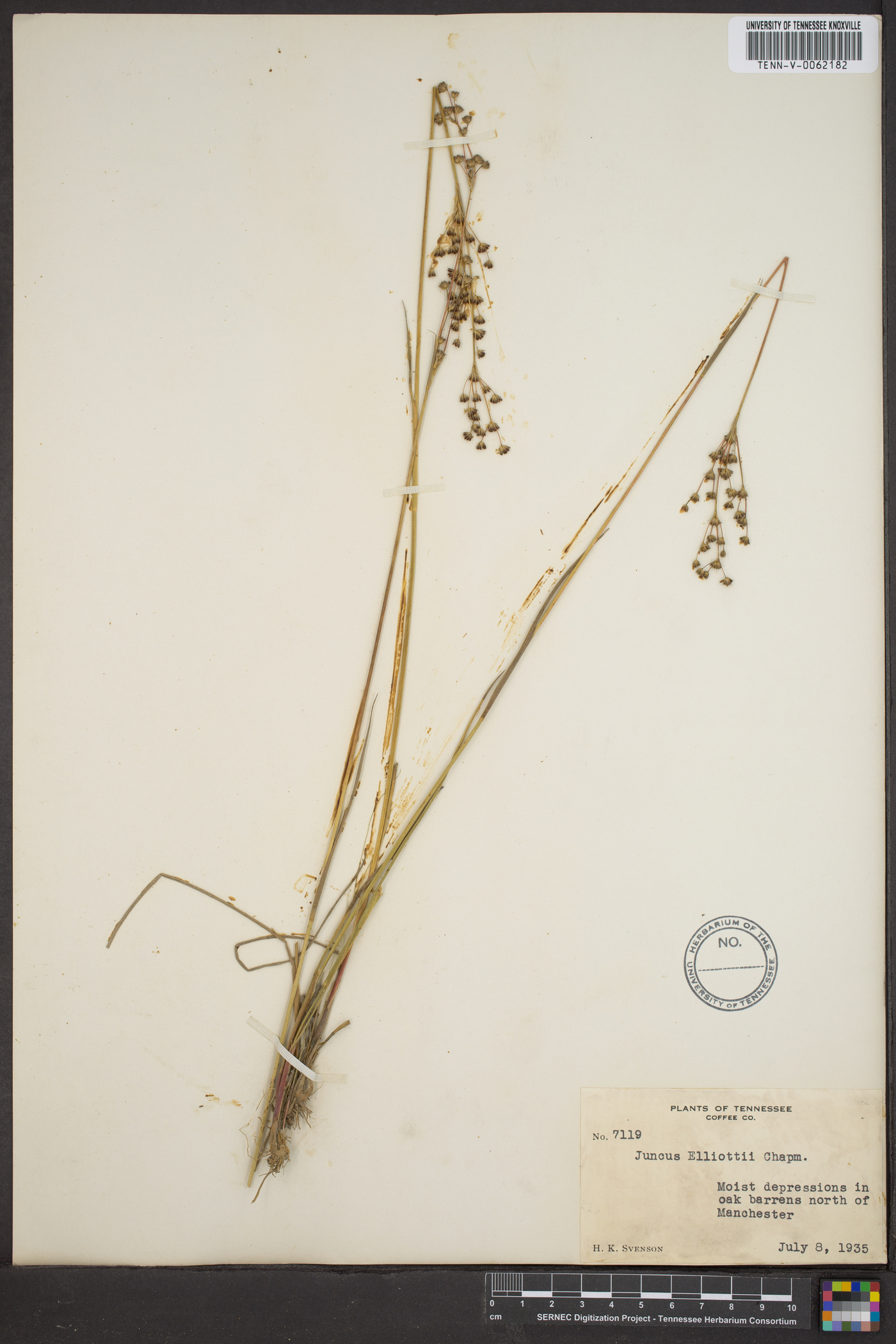 Juncus elliottii image