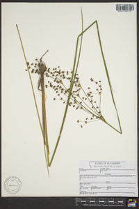 Juncus elliottii image