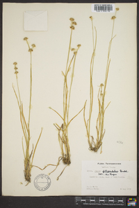 Juncus filipendulus image