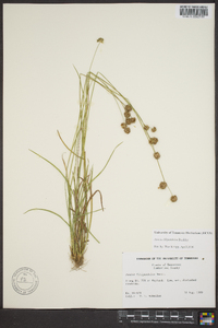 Juncus filipendulus image